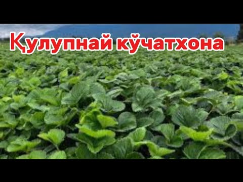 Видео: СОҒЛОМ ВА СИФАТЛИ КЎЧАТЛАР ТАЙЁРЛАШ БОШЛАНДИ #qulupnay #alba #agro