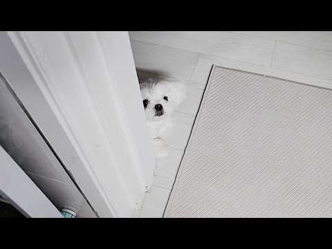 Видео: Собака, которая повредила ногу, снова улыбнулась! Время исцеления