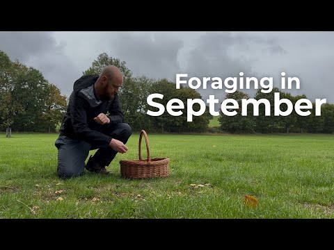 Видео: Собирательство в сентябре — календарь сбора диких животных в Великобритании (часть 3 из 3)