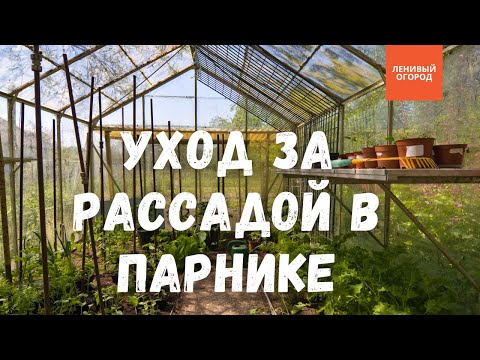 Видео: Как правильно расставить рассаду в парнике | Пересадка рассады в теплице | Полив рассады в парнике