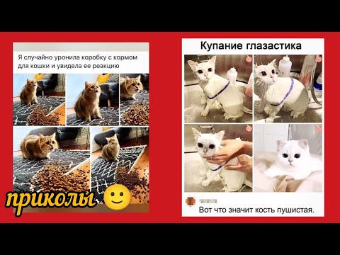 Видео: пушистые глазки приколы и смешные картинки 