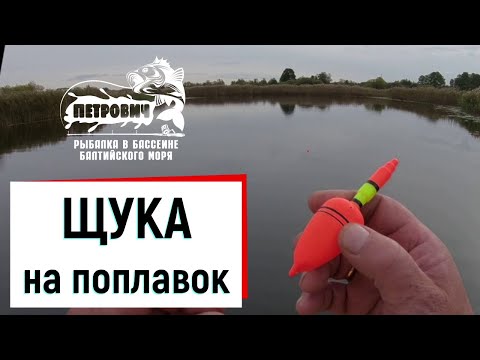 Видео: VLOG: Любимая рыбалка на ЩУКУ! На поплавок в проводку. Октябрь 2020.