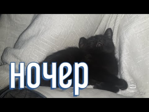 Видео: Vlog Приперло именно ночью