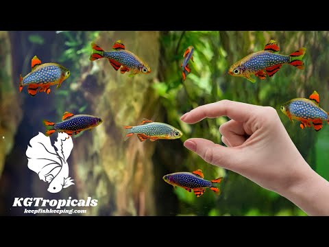 Видео: Маленькие рыбки для маленьких аквариумов. Покупка рыбок для нано-аквариума.
