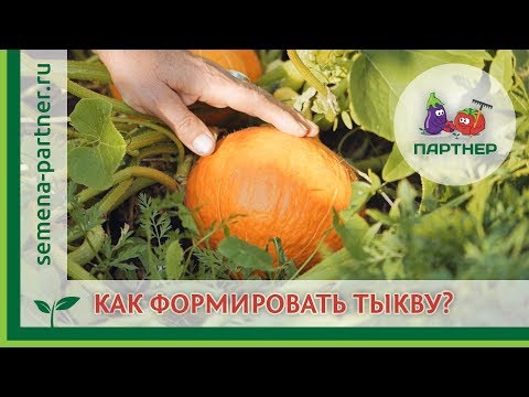Видео: Как формировать тыкву?