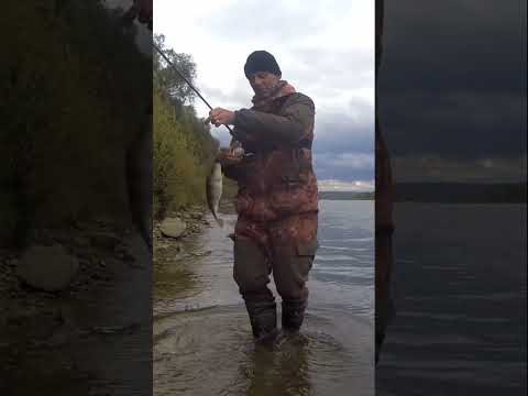 Видео: ТОЛЬКО ХВОСТИК ТОРЧИТ.                    #рыбалка #fishing