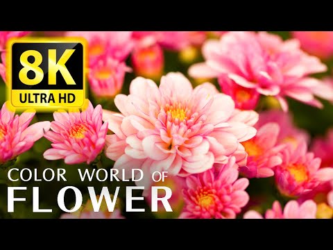 Видео: Самая красивая коллекция цветов 8K Ultra HD / 8K ТВ - расслабься со звуками природы