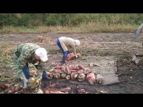 Видео: Процесс уборки свёклы