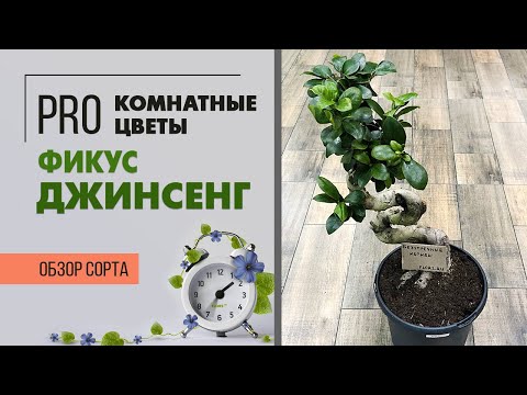 Видео: Фикус Джинсенг - змееобразный бонсай | Редкое комнатное растение