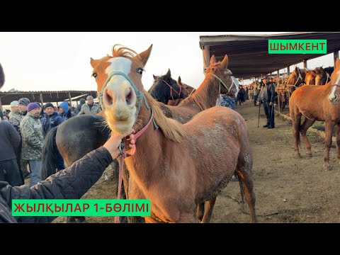 Видео: Жылқылар Шымкент 12.11.25ж