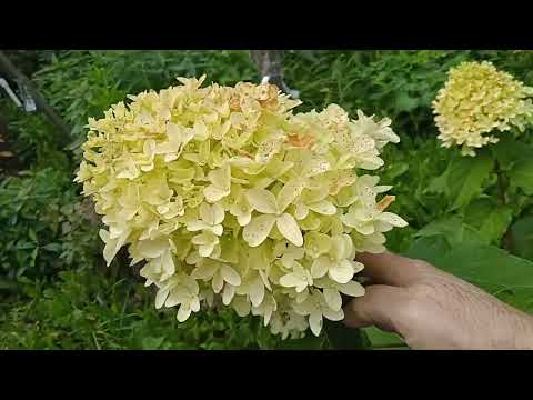 Видео: ЦВЕТЕНИЕ  ГОРТЕНЗИЙ  НА 16 СЕНТЯБРЯ!! 