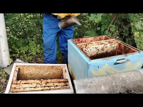 Видео: пересадка роя в улей #bee# распаковка ловушки