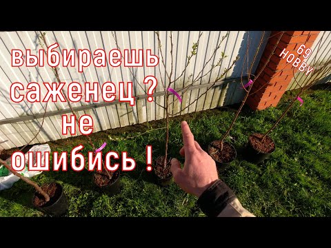 Видео: Как выбрать САЖЕНЕЦ! На что нужно обращать внимание!
