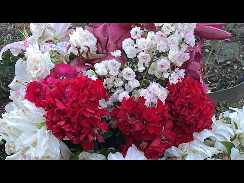 Видео: РОЗЫ🌹. ГОРТЕНЗИИ 🪴. ЛИЛИИ🌺. БУКЕТНЫЙ ПЕРИОД ❤️🥰🐝