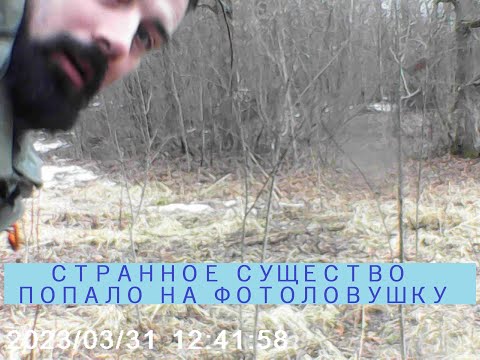 Видео: Тест дешёвых фотоловушек.