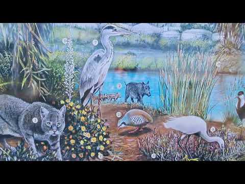 Видео: Хайфа. Парк Кишон.Часть 1