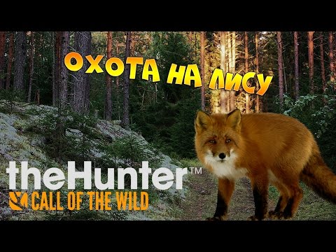 Видео: theHunter Call of the Wild #3 - Охота на лису | Основы охоты