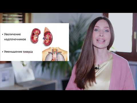 Видео: Стресс. Супер лекция!!!