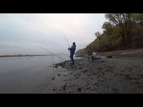 Видео: выезд на леща с берега🎣🐋📽️ на Дон осенью #рыбалка #дон #fishing #осень #лещ #фидер 