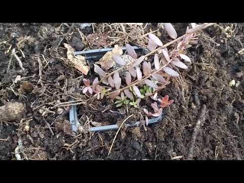 Видео: Как сохранить саженцы клюквы до весны.