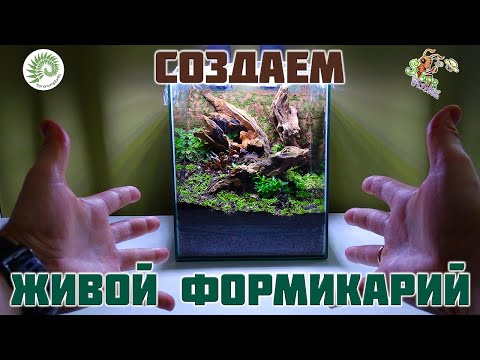 Видео: Создаем природный формикарий ● Florariumplants