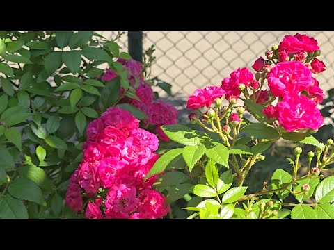 Видео: Тбилисские посиделки в саду... 🌹🌹🌹