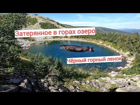 Видео: Затерянное в горах озеро | Поймал ленка на мышь нахлыстом