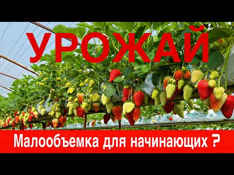 Видео: Малообъемка для начинающих.Часть 2:УРОЖАЙ