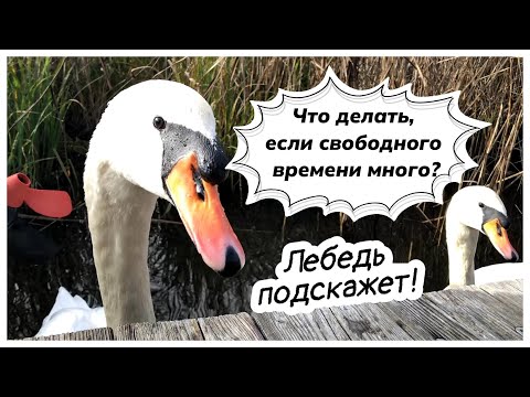 Видео: Живу в Австрии, гедонист. Как провожу время, чем занимаюсь.