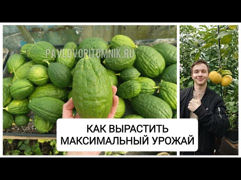 Видео: КАК ПОЛУЧИТЬ МАКСИМАЛЬНЫЙ УРОЖАЙ С ОДНОГО ДЕРЕВА🍋