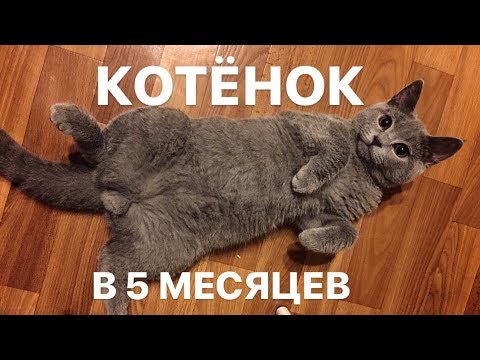 Видео: Чем кормить КОТЁНКА в 5 месяцев? Уход.