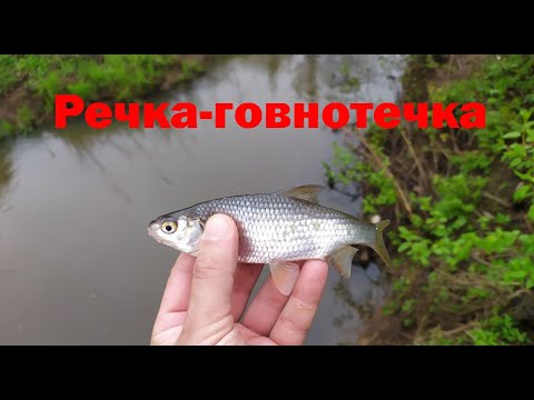 Видео: 337 #Мормышинг | Речка-говнотечка | Плотва на спиннинг |