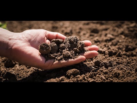 Видео: МИКОЛОГИЧЕСКИЙ АНАЛИЗ ПОЧВЫ. Что вы знаете об этом?