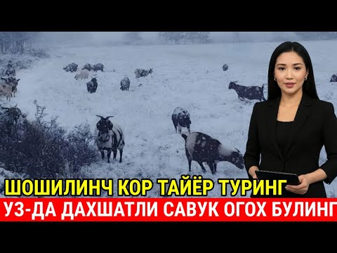 Видео: ДИҚҚАТ УЗДА КИШ БОШЛАНДИ ТАЙЁР ТУРИНГ КОР АВЖИДА