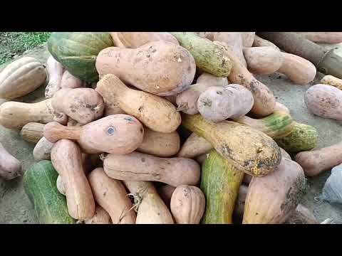 Видео: Лучше витамины для нутрий!