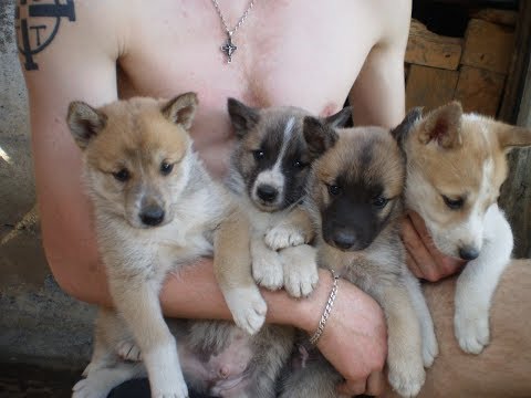 Видео: Выбор щенка лайки с документами.  Для новичков.