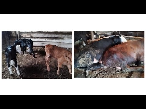 Видео: Жаңбырлы күнгі АУЫЛ ТЫНЫСЫ...