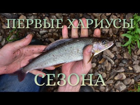 Видео: ПЕРВЫЕ ХАРИУСЫ СЕЗОНА! Безумно красивая новая речка!