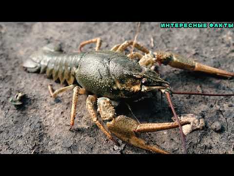 Видео: ✔️ИНТЕРЕСНЫЕ ФАКТЫ О РАКООБРАЗНЫХ.