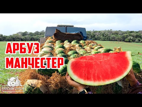 Видео: Арбуз Манчестер 🍉 Тел.+79128475201