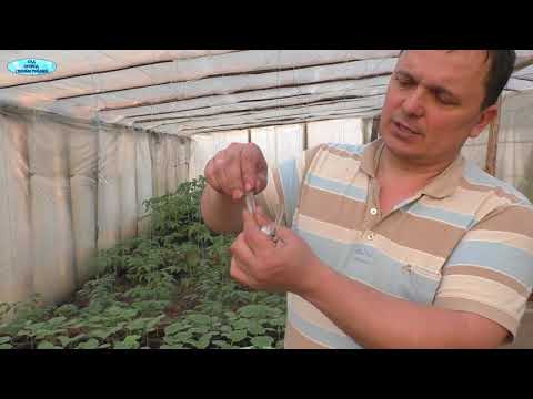 Видео: СТОП вытягиванию рассады огурцов и томатов!!!  "Атлет"- мгновенная остановка!!