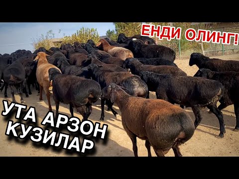 Видео: УТА АРЗОН НАРХДА КУЗИ КУЧКОРЛАР СОТИЛАДИ! БУГУНГИ НАРХЛАР!