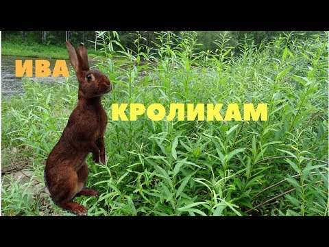 Видео: Ива - значение веточного корма в кормлении кроликов летом / Заготовка веников на зиму