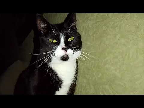 Видео: НОЧНЫЕ ПОЛУНОЧНИКИ!!🥱😻 У КОТОВ СБОЙ ПРОГРАММЫ 🙀!! СВЭТ БЫЛ И УШЁЛ!