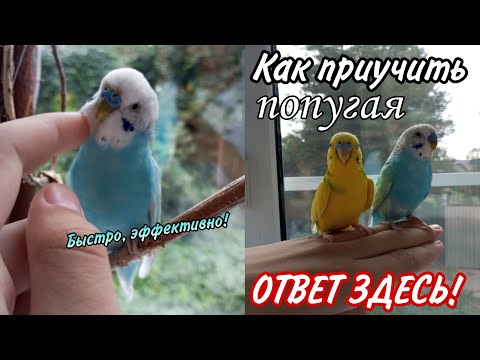 Видео: Как ПРИРУЧИТЬ ПОПУГАЯ к рукам? - Ответ ЗДЕСЬ❗