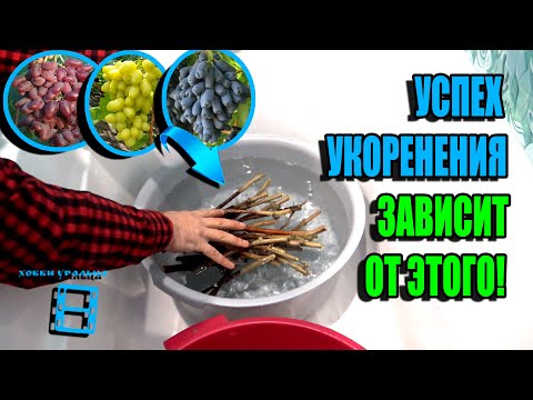 Видео: ВАЖНЕЙШАЯ ПОДГОТОВКА ЧЕРЕНКОВ ВИНОГРАДА К ПРОРАЩИВАНИЮ ИЛИ УКОРЕНЕНИЮ. СЕВЕРНЫЙ ВИНОГРАДНИК 23-2