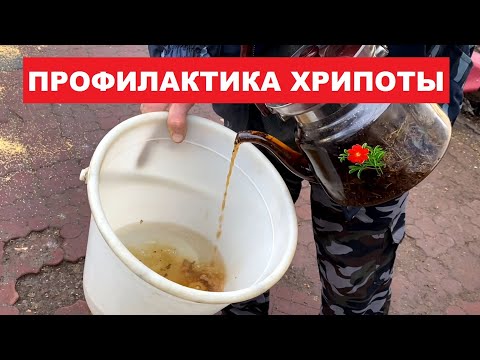 Видео: Что бы голуби не хрипели нужно... Профилактика хрипоты у голубей