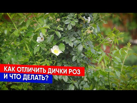 Видео: КАК ОТЛИЧИТЬ ДИЧКИ РОЗ И ЧТО ДЕЛАТЬ?