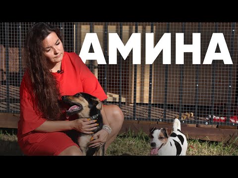Видео: Спасение щенка Амины: история из приюта 🐶