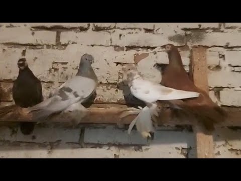 Видео: Продажа , голубей! Двухчубые малоклювые,Бакинские и почтари оптом.